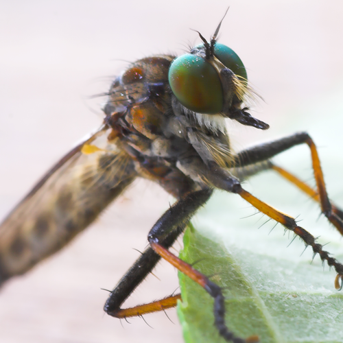10 Fascinating Facts About Mosquitoes