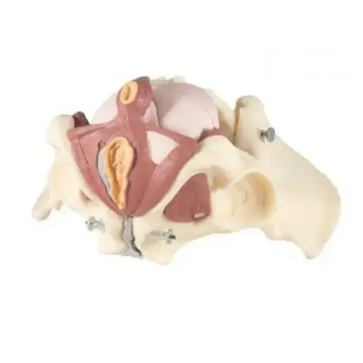 [MD04818] Composite Pelvis/Pelvic Floor